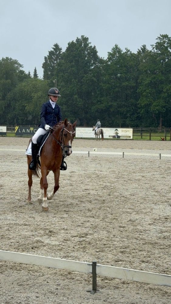 KWPN allround-pony Merrie 10 jaar Vos te koop - Foto 3