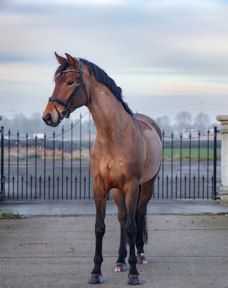 ? Dressuurpaard met talent n plezier in een sprongetje! ?