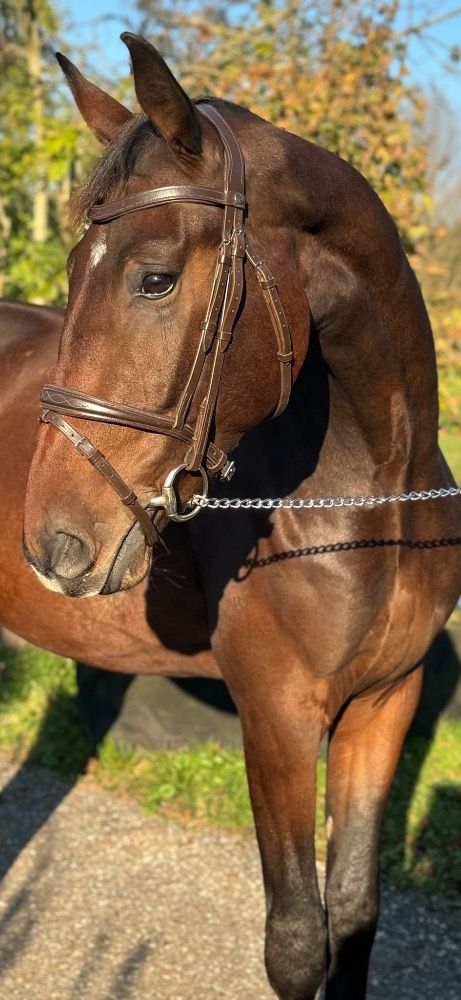 Oldenburg dressuurpaard Ruin 2 jaar Donkerbruin te koop - Foto 2