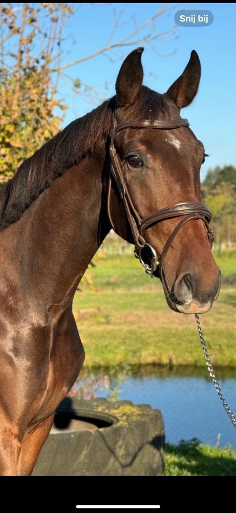 2,5 jarige So Perfect x Statesman x Rubinstein I
