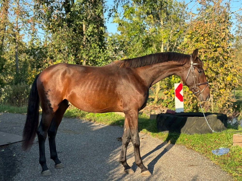 Oldenburg dressuurpaard Ruin 2 jaar Donkerbruin te koop - Foto 4