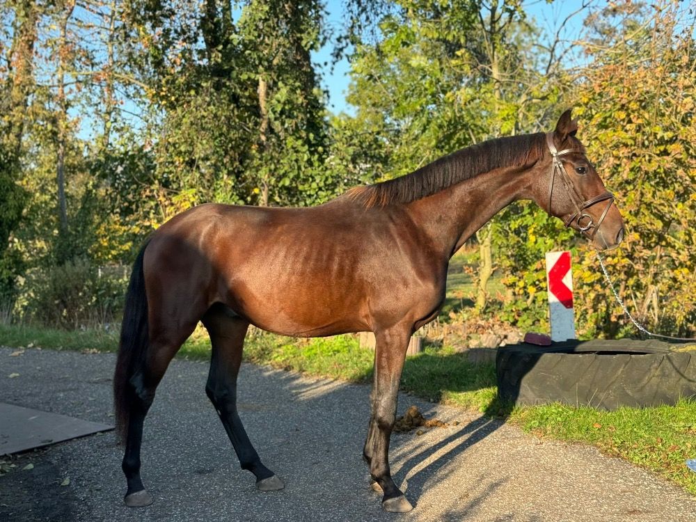 Oldenburg dressuurpaard Ruin 2 jaar Donkerbruin te koop - Foto 3