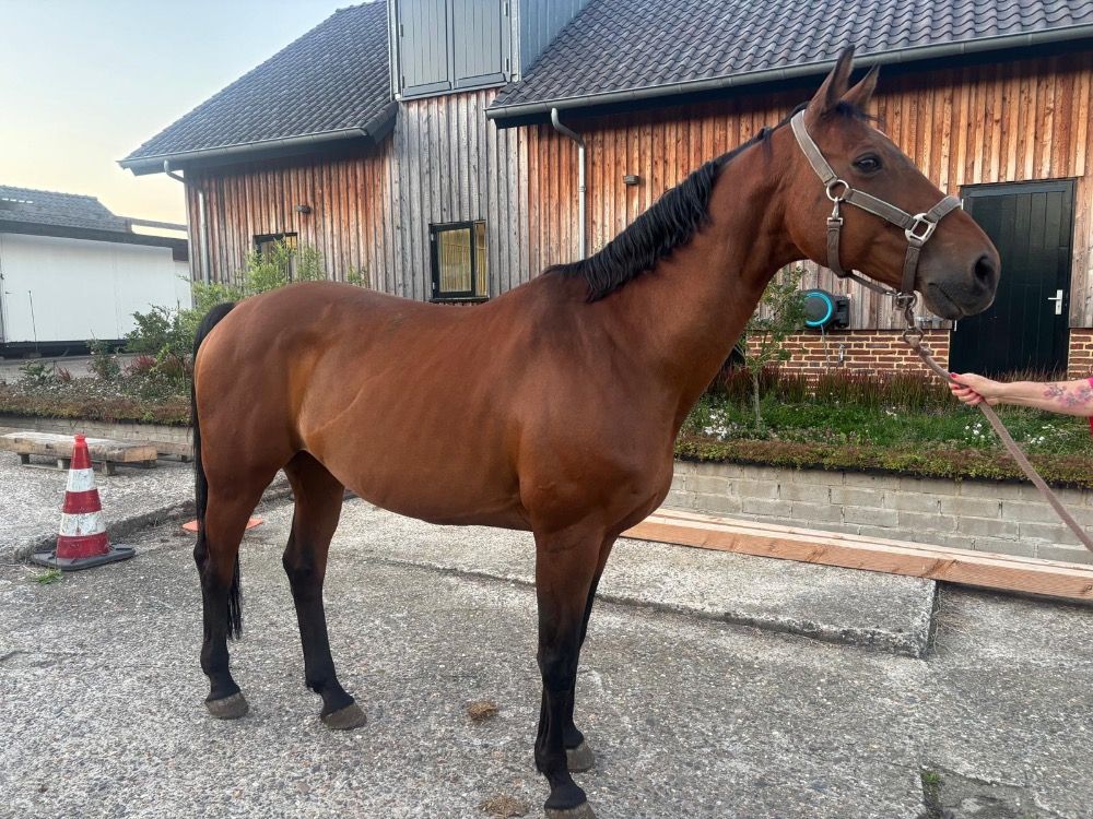 KWPN springpaard Ruin 17 jaar Bruin te koop - Hoofdfoto