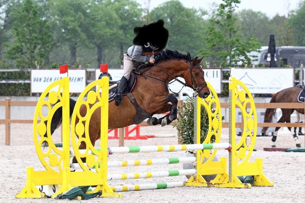 KWPN springpaard Ruin 17 jaar Bruin te koop - Foto 2