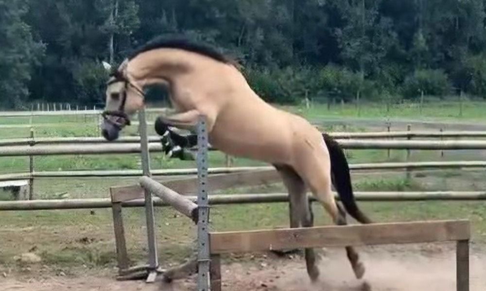 New Forest allround-pony Ruin 3 jaar Andere te koop - Foto 2