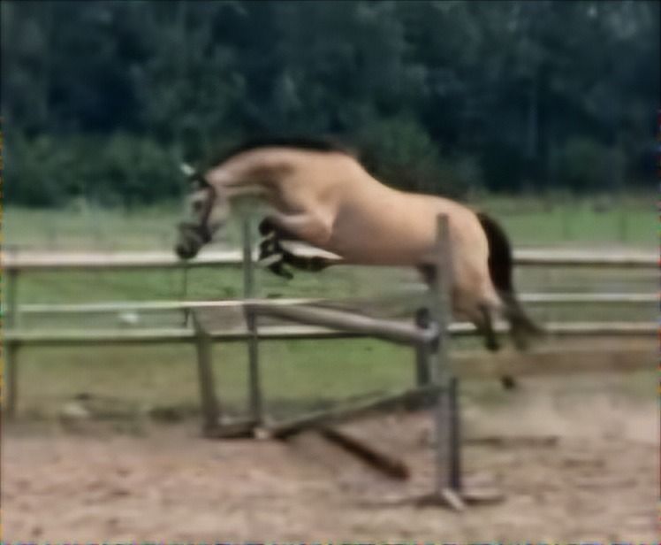 Talentvolle new forest c pony