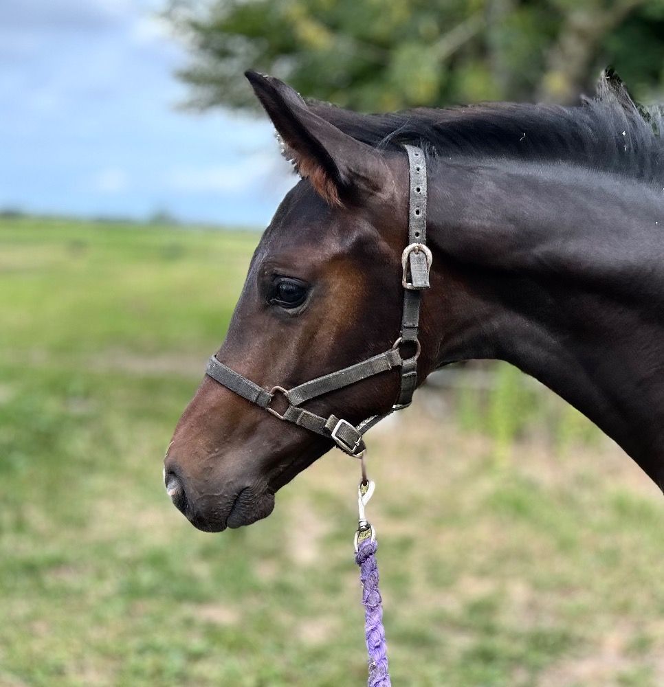 KWPN dressuurpaard Hengst Donkerbruin te koop - Foto 2