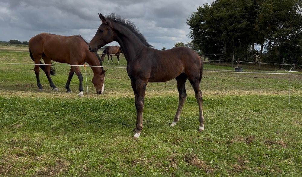 KWPN dressuurpaard Hengst Donkerbruin te koop - Foto 3