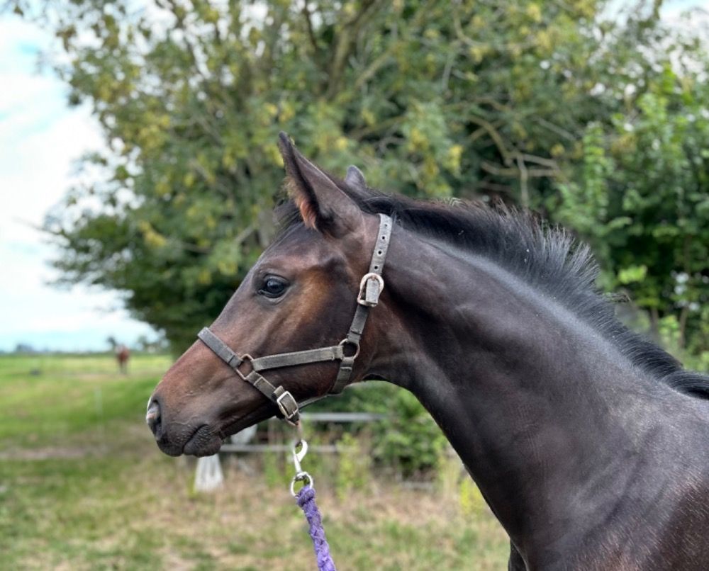KWPN dressuurpaard Hengst Donkerbruin te koop - Foto 5
