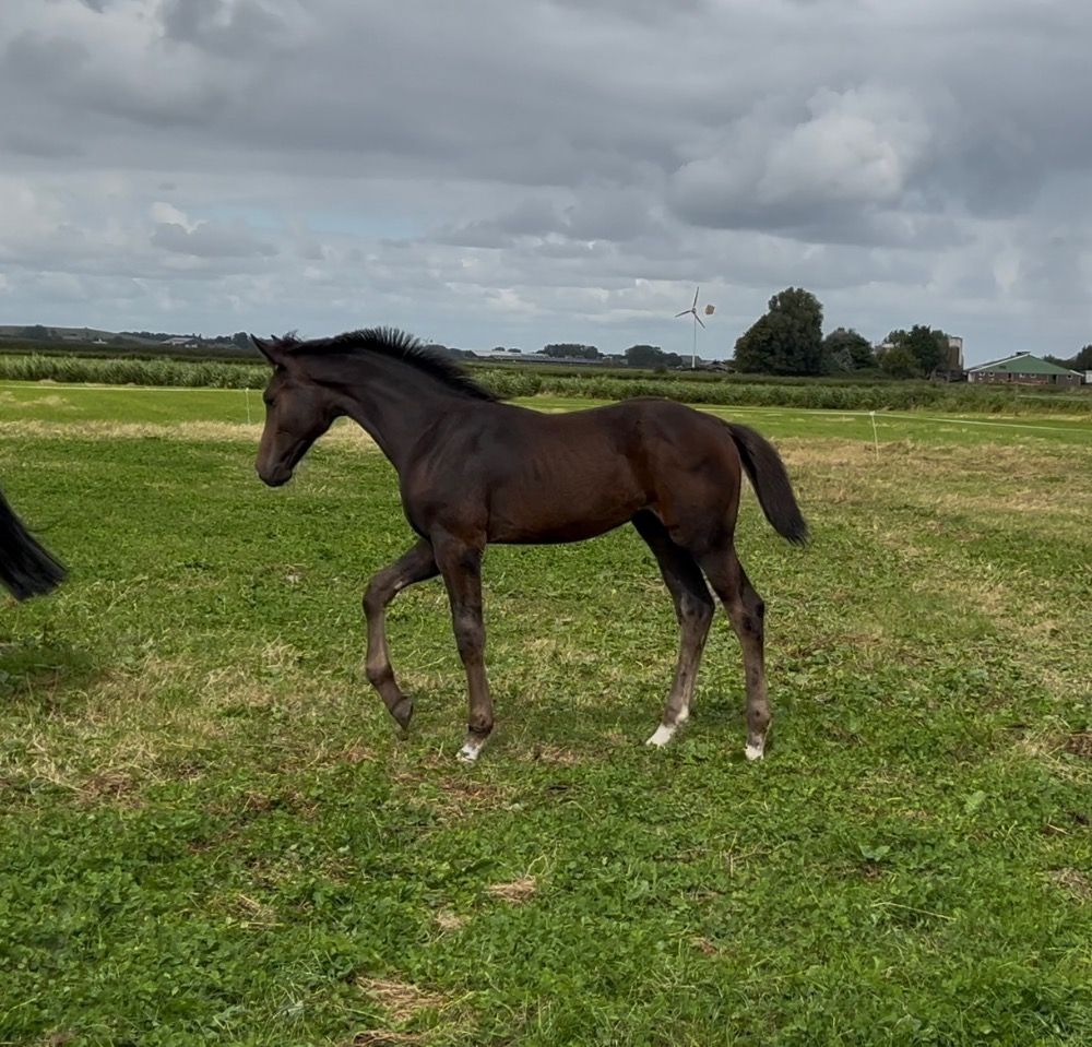 KWPN dressuurpaard Hengst Donkerbruin te koop - Foto 4