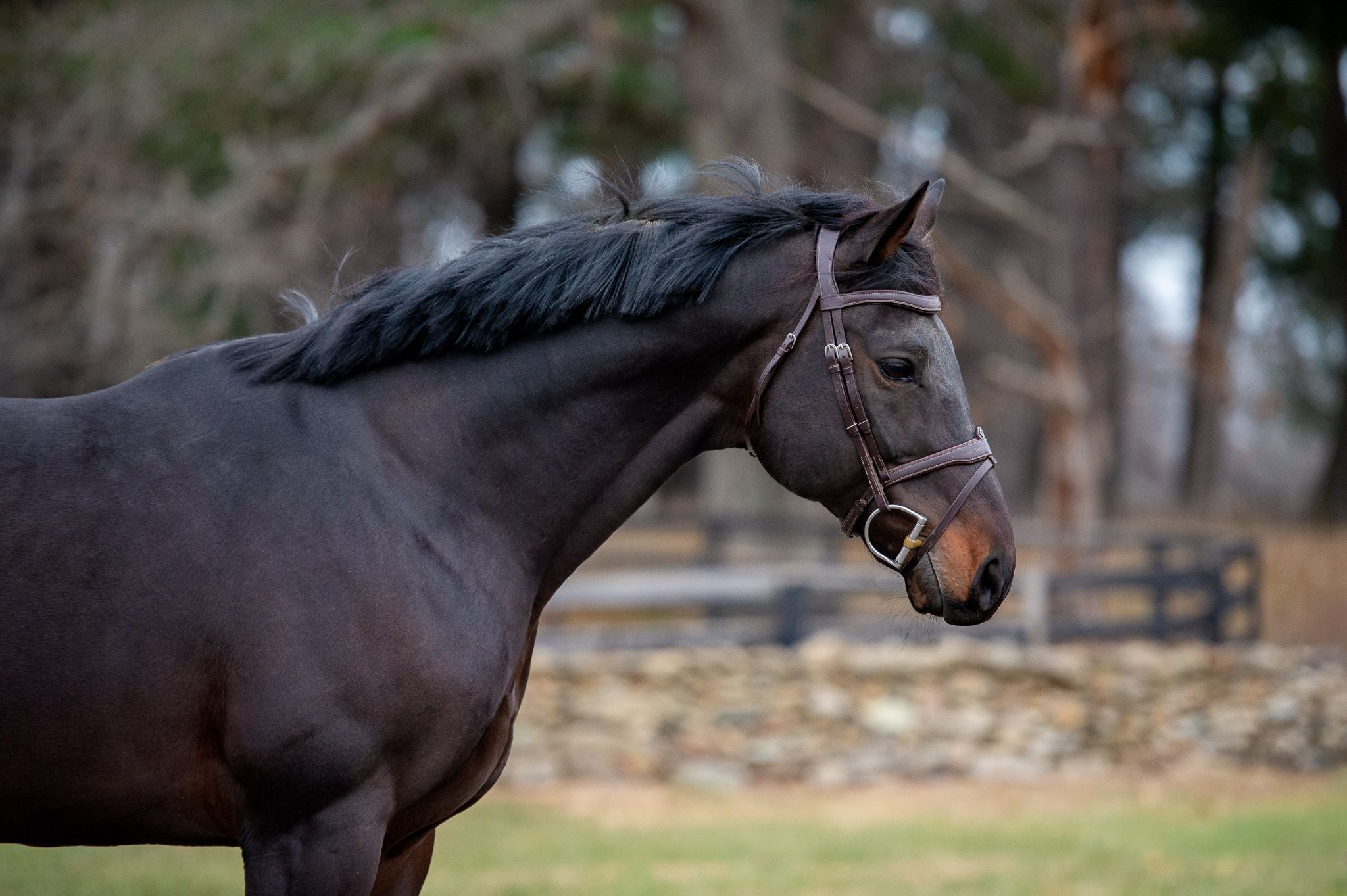 Thoroughbred dressuurpaard gelding 9 years old Bay for sale - Photo 2