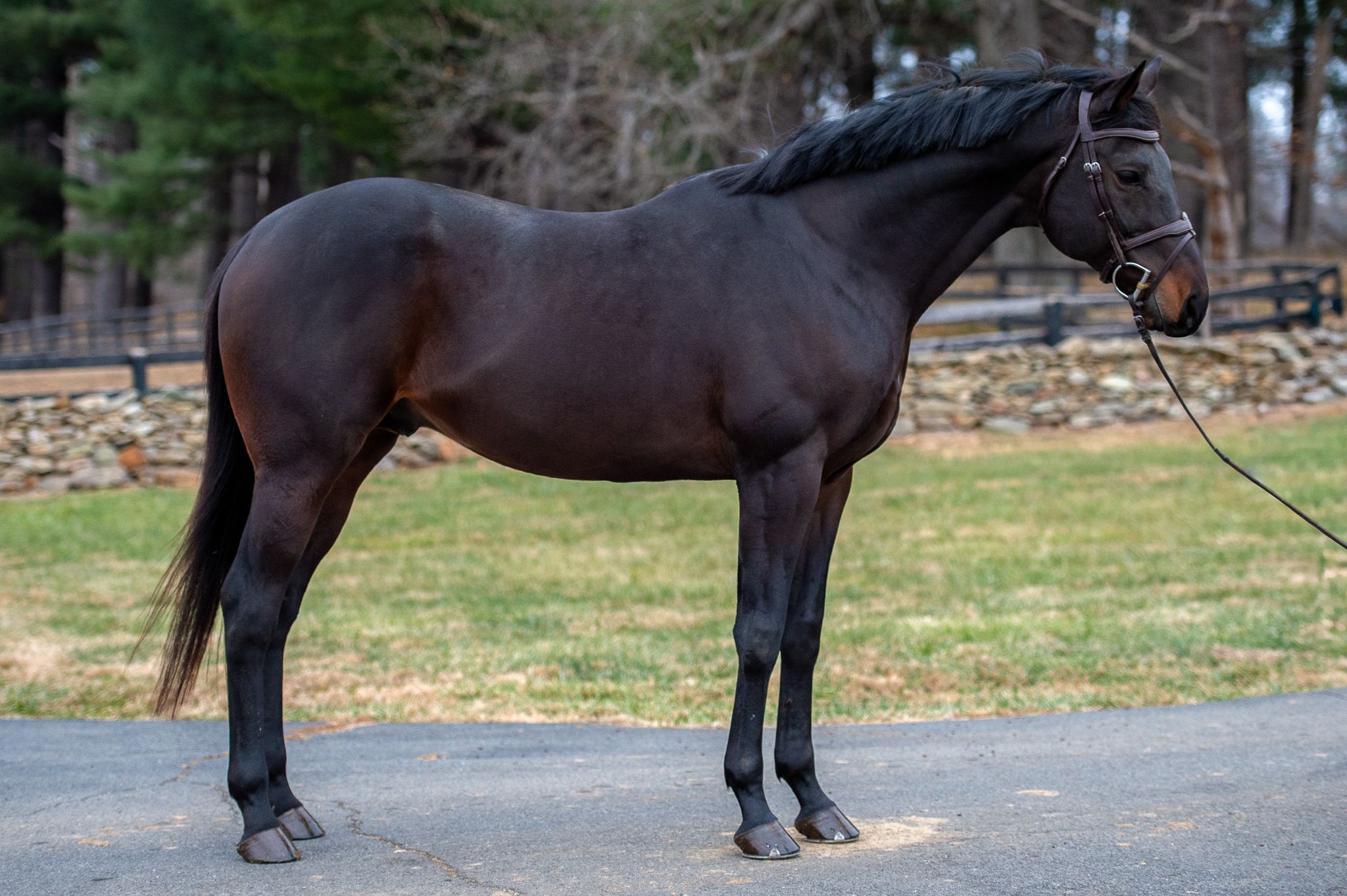 Thoroughbred dressuurpaard gelding 9 years old Bay for sale - Photo 3