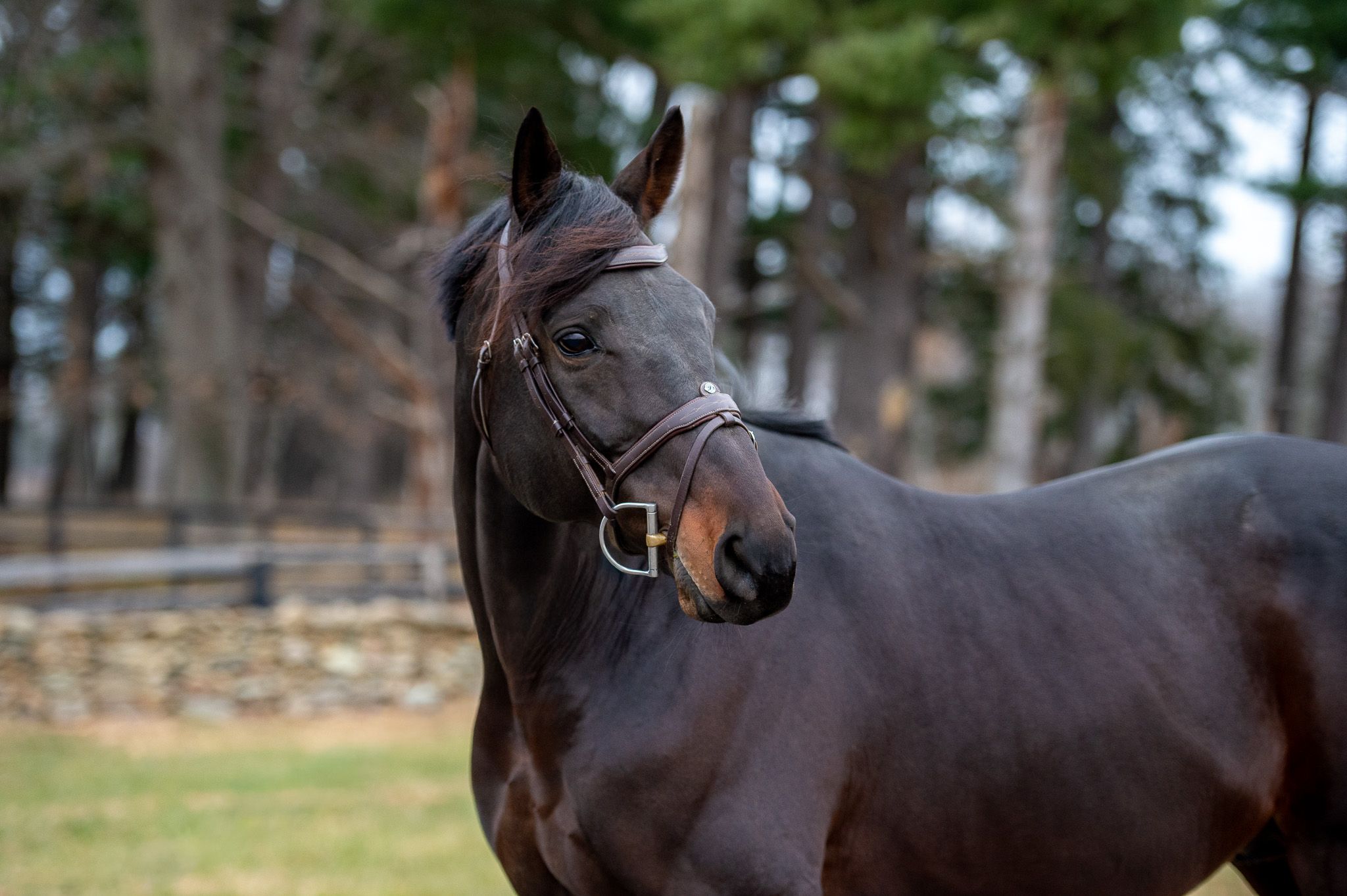 Thoroughbred dressuurpaard gelding 9 years old Bay for sale - Photo 4