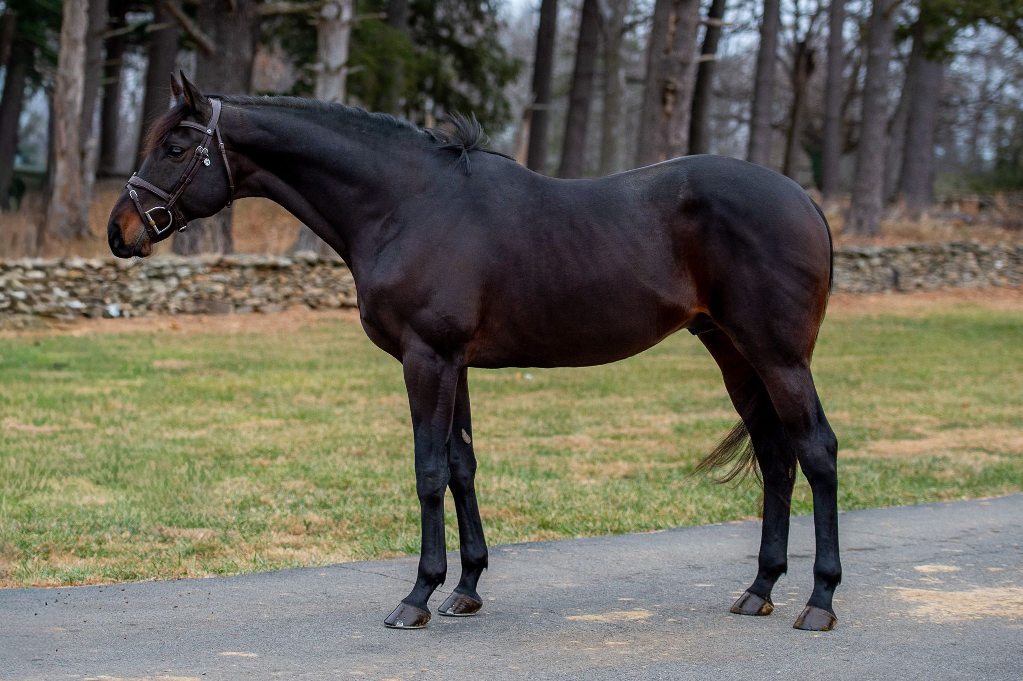 Thoroughbred dressuurpaard gelding 9 years old Bay for sale - Photo 6
