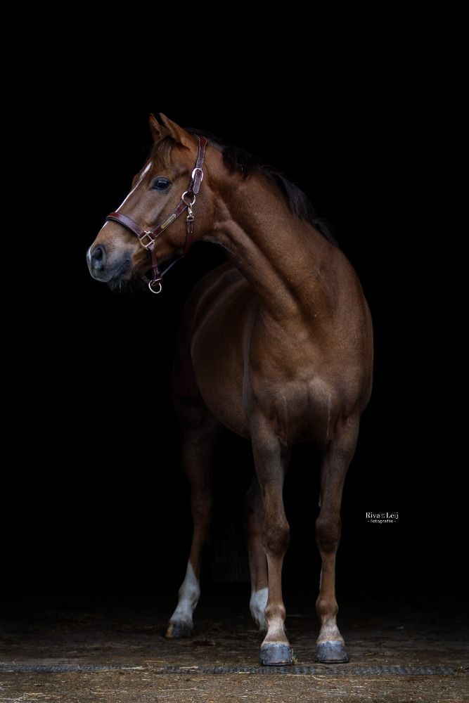 Welsh dressuurpony Ruin 4 jaar Vos te koop - Foto 4