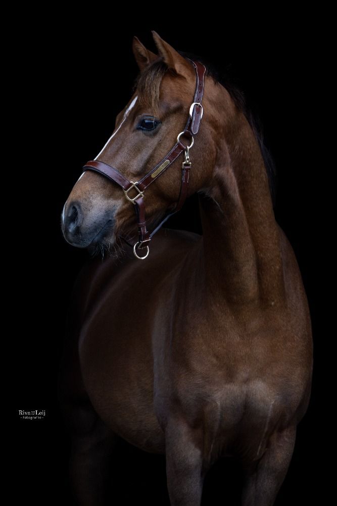 Speciale D-pony ruin met potentie voor de topsport