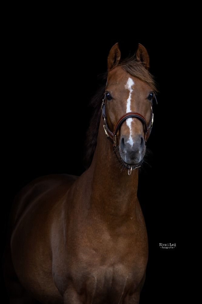 Welsh dressuurpony Ruin 4 jaar Vos te koop - Foto 3