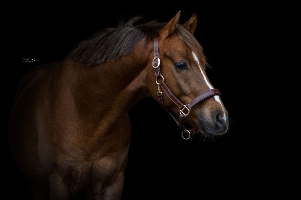 Welsh dressuurpony Ruin 4 jaar Vos te koop - Foto 2