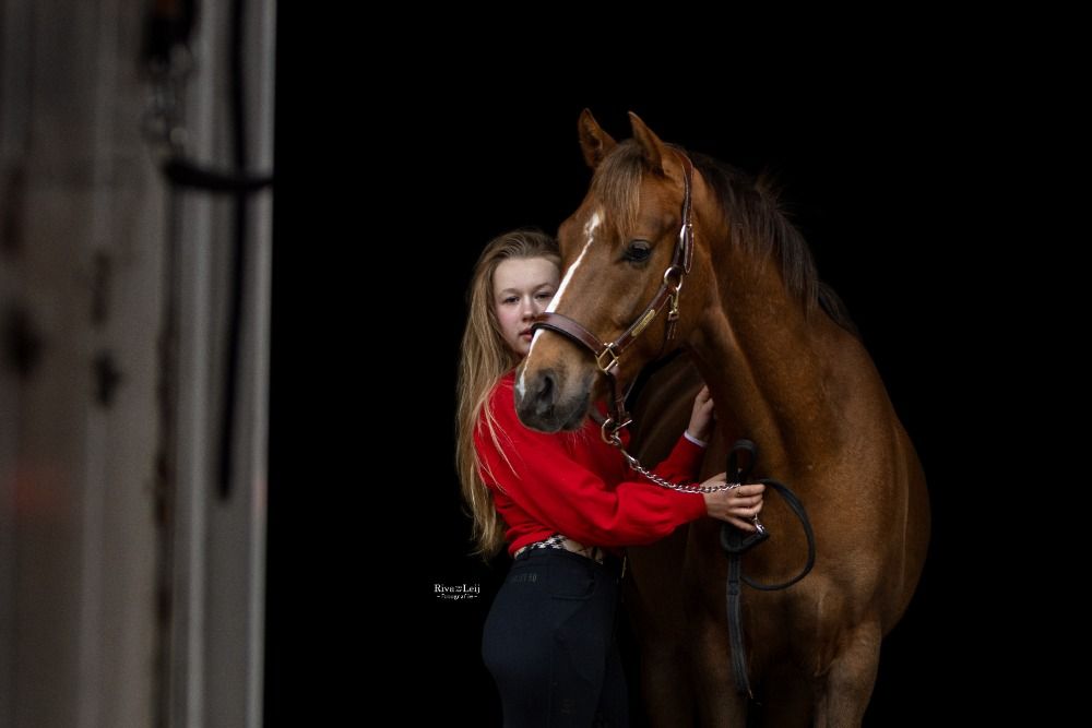 Welsh dressuurpony Ruin 4 jaar Vos te koop - Foto 5