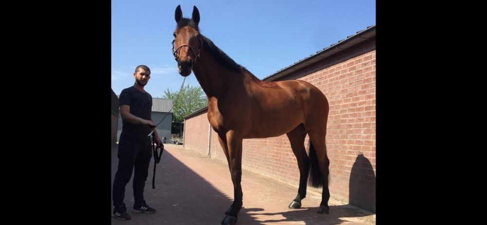 KWPN springpaard Ruin 12 jaar Bruin te koop - Foto 3