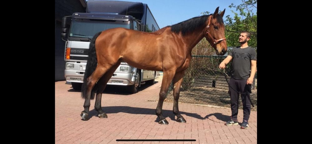 KWPN springpaard Ruin 12 jaar Bruin te koop - Foto 2