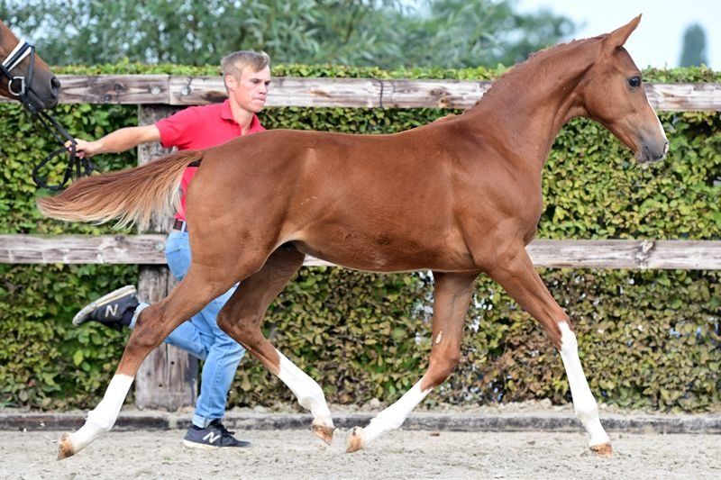 BWP dressuurpaard Ruin 3 jaar Vos te koop - Foto 5