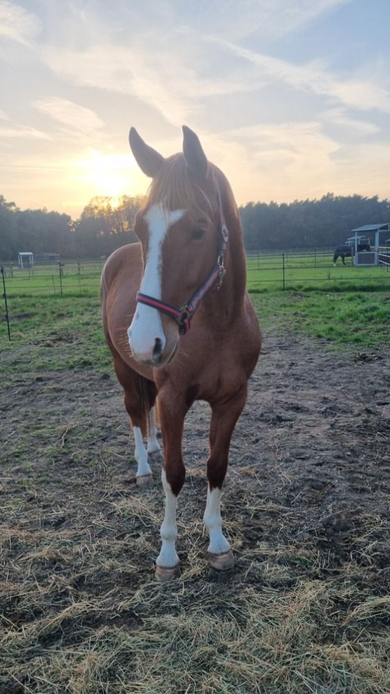 BWP dressuurpaard Ruin 3 jaar Vos te koop - Foto 3