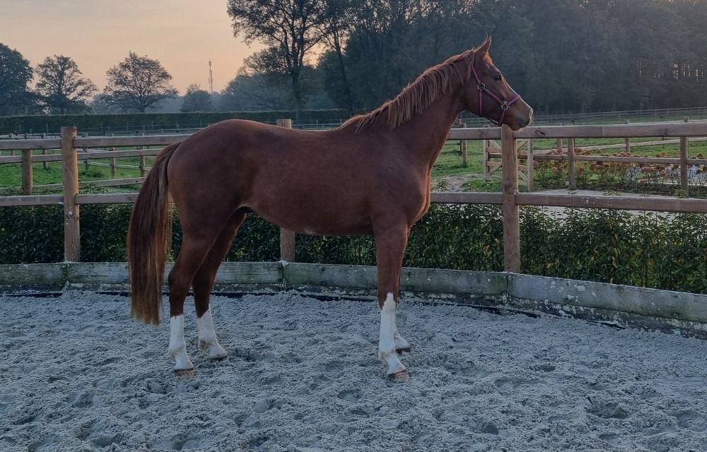 Prachtige 3 jarige ruin met topkarakter