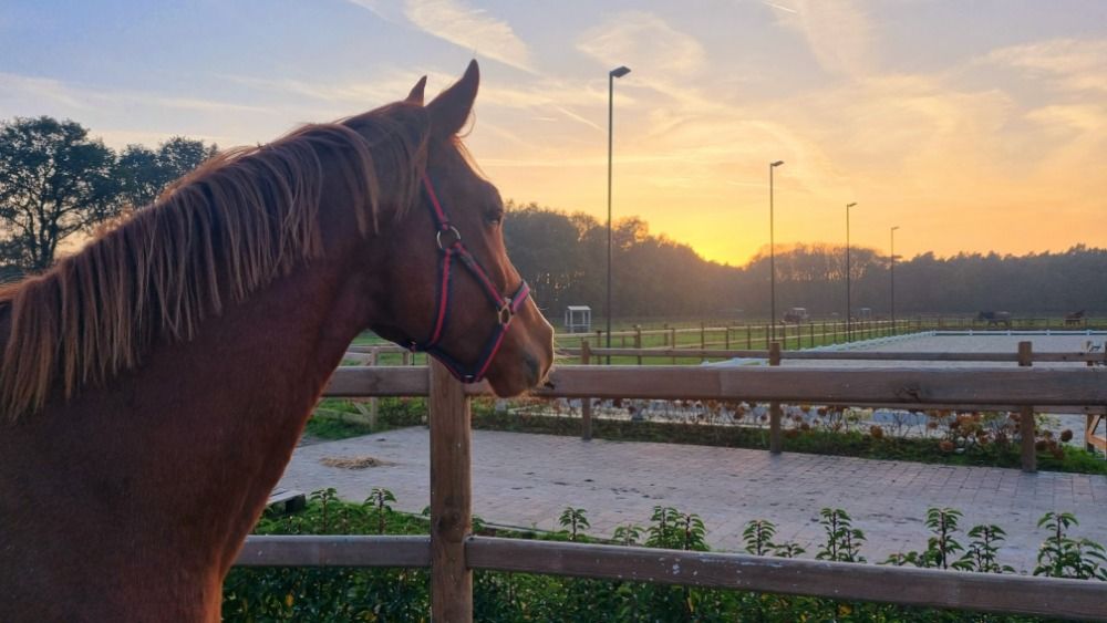 BWP dressuurpaard Ruin 3 jaar Vos te koop - Foto 2