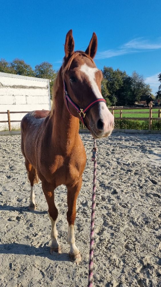 BWP dressuurpaard Ruin 3 jaar Vos te koop - Foto 6