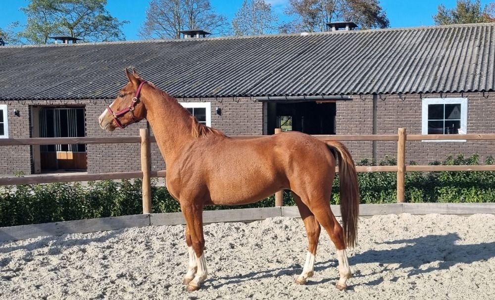 BWP dressuurpaard Ruin 3 jaar Vos te koop - Foto 4