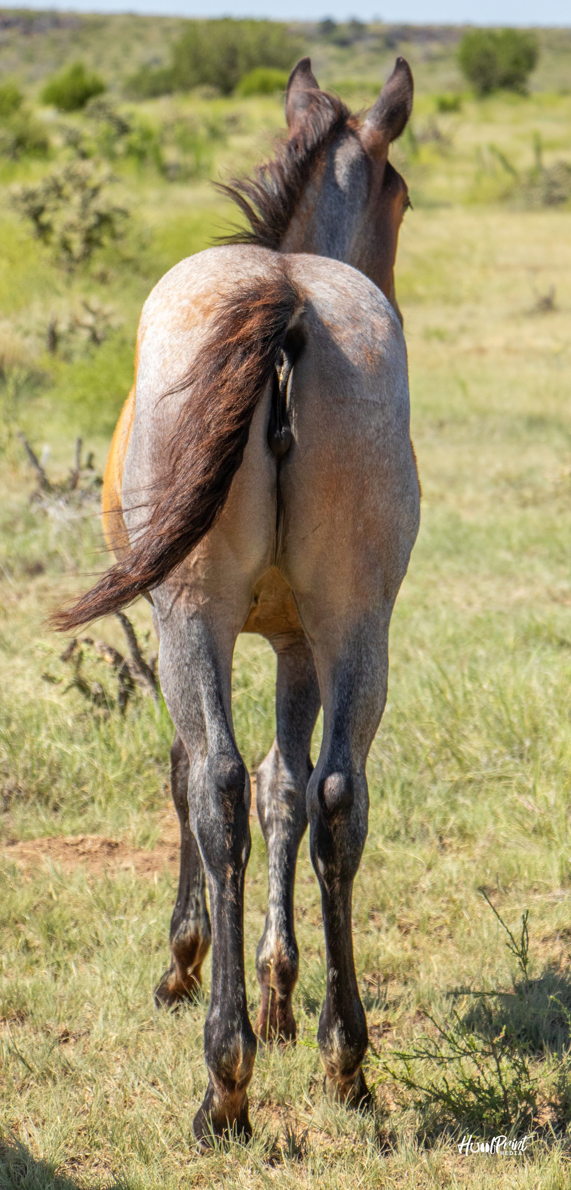 quarter-horse western-paard merrie 1 years old for sale - Photo 2