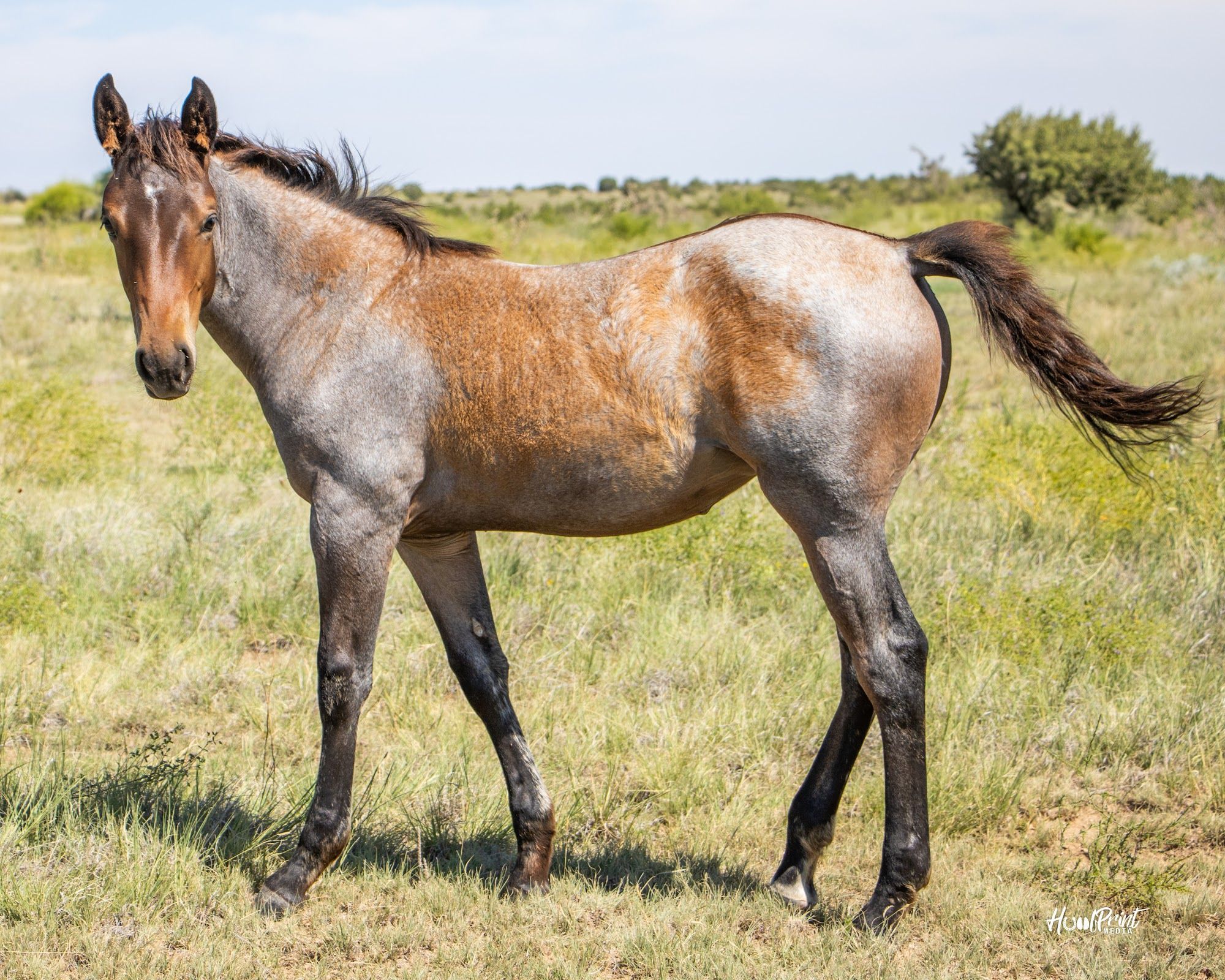quarter-horse western-paard merrie 1 years old for sale - Photo 3