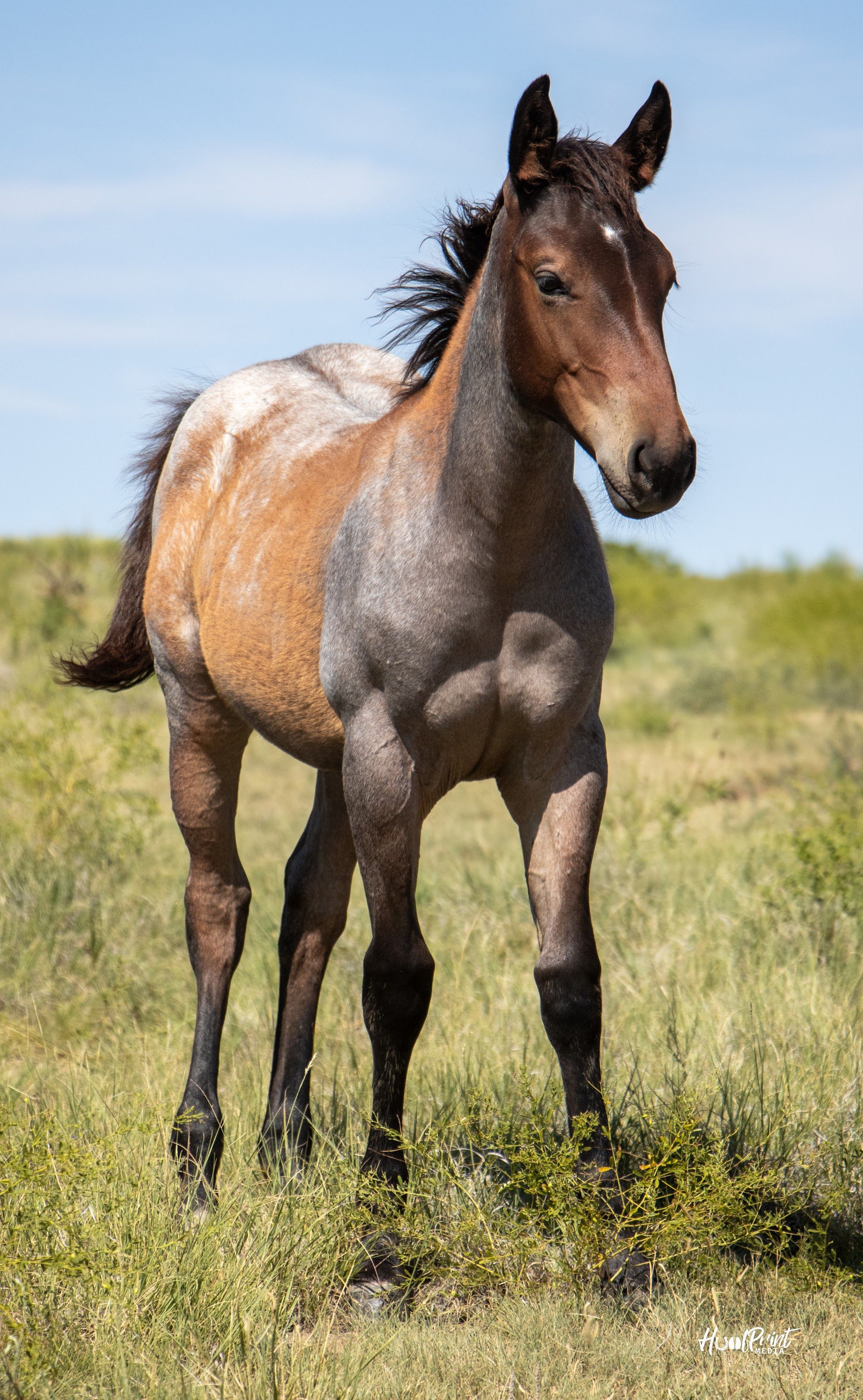 quarter-horse western-paard merrie 1 years old for sale - Photo 4