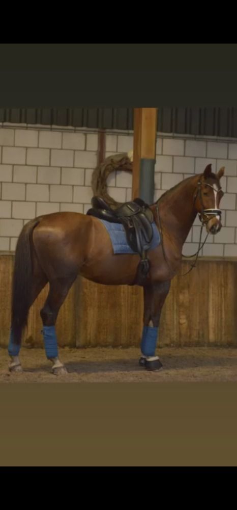 KWPN tuigpaard Ruin 11 years old Vos for sale - Photo 3