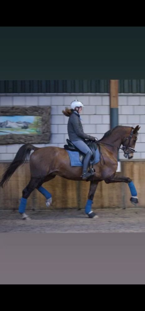 KWPN tuigpaard Ruin 11 years old Vos for sale - Photo 2