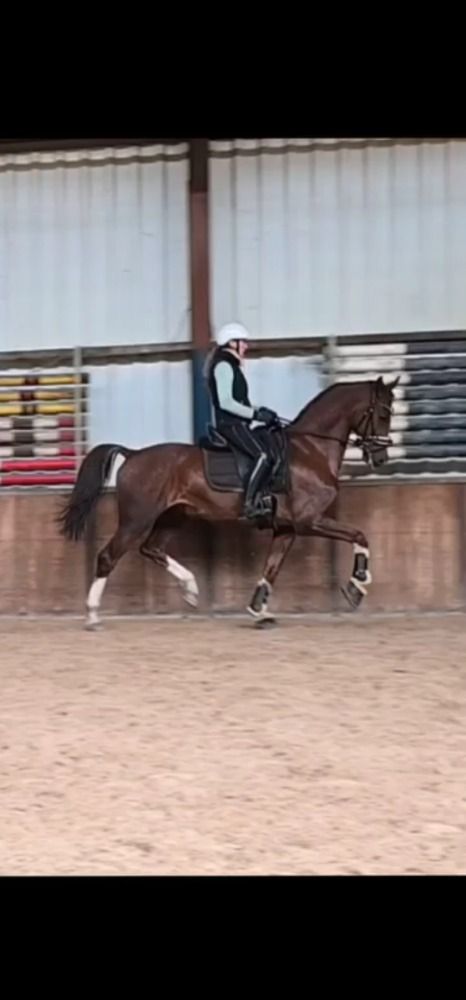 KWPN tuigpaard Ruin 11 years old Vos for sale - Photo 4
