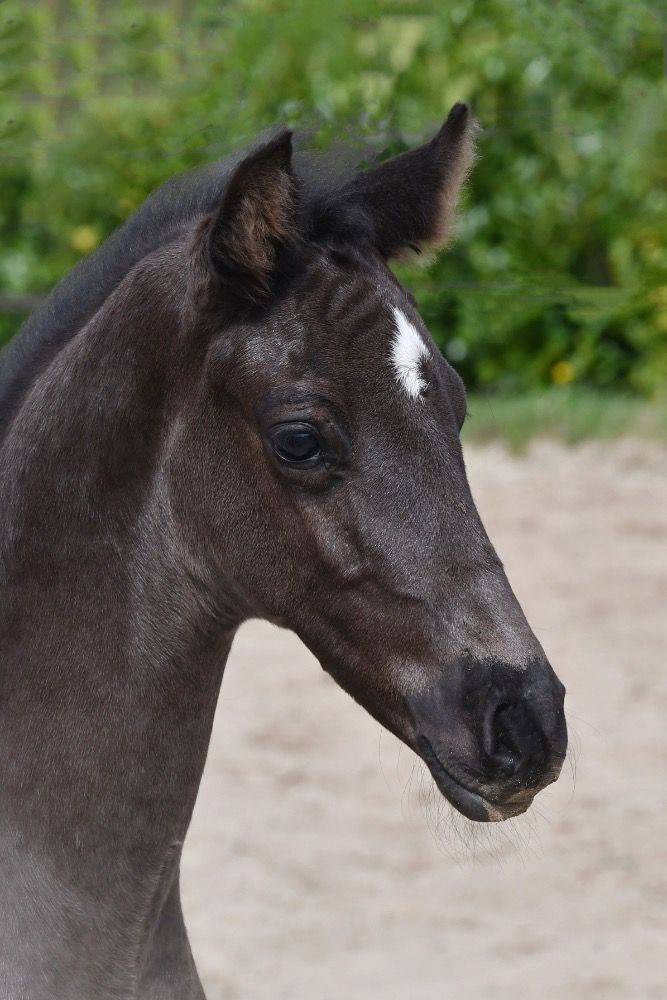 KWPN dressuurpaard Merrie 2 years old Donkerbruin for sale - Main photo
