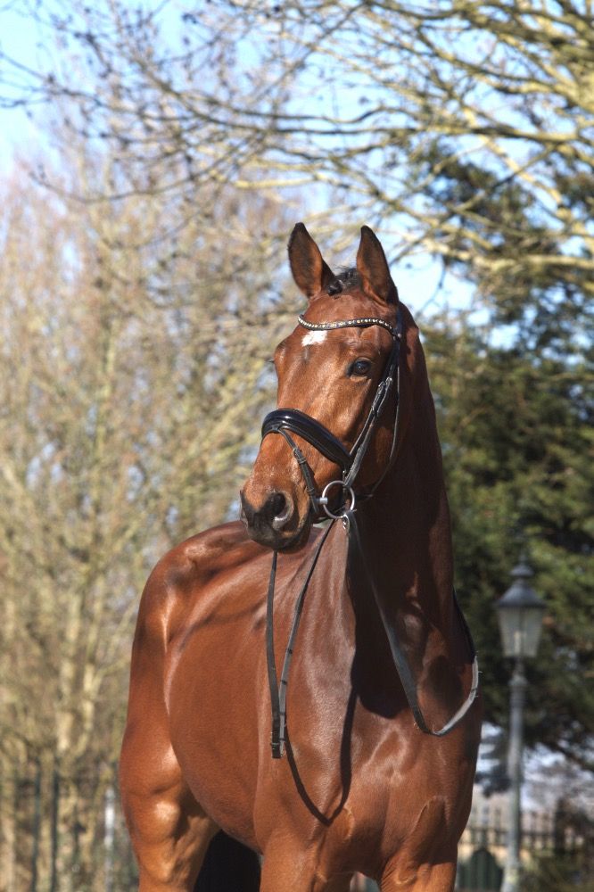 KWPN dressuurpaard Ruin 5 jaar Bruin te koop - Foto 4