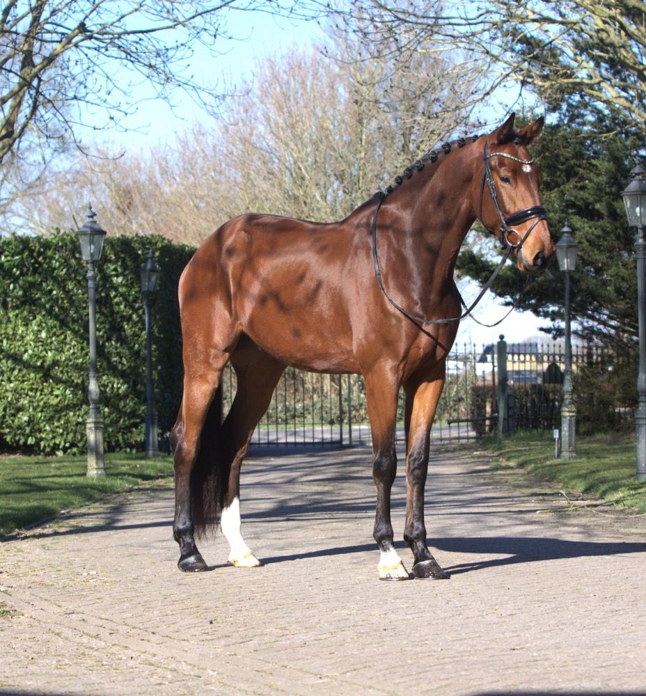 KWPN dressuurpaard Ruin 5 jaar Bruin te koop - Foto 2