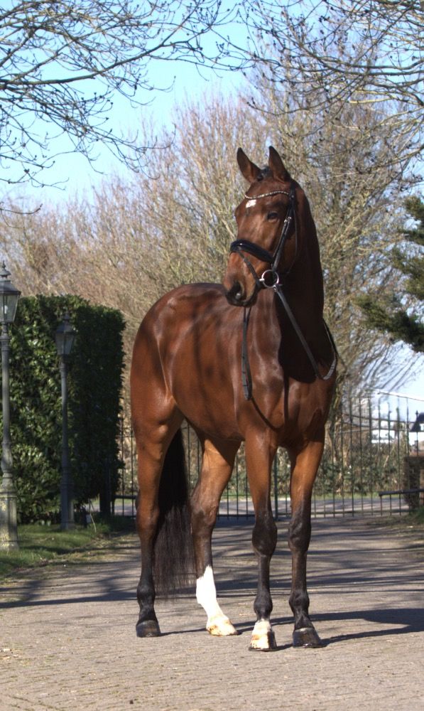 SB paparazzi texel