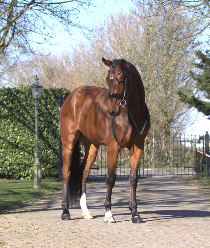 KWPN dressuurpaard Ruin 5 jaar Bruin te koop - Foto 3
