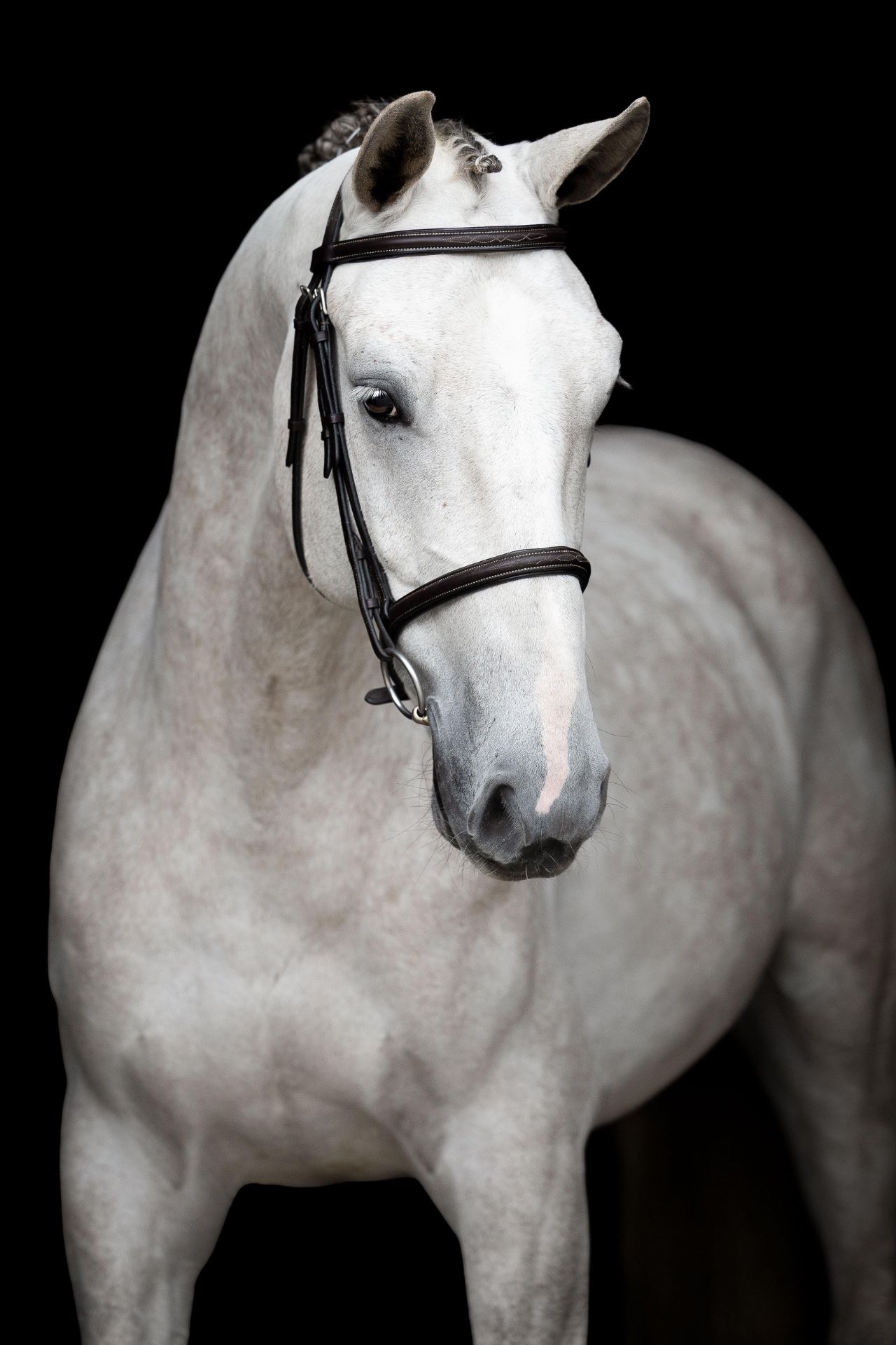 springpaard ruin 4 år till salu - Foto 3