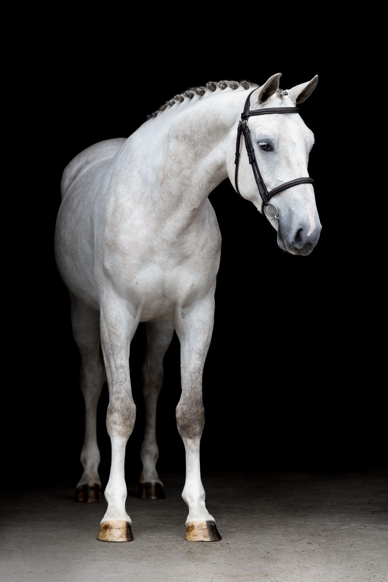 4-jähriges Springpferd von Kannan JR x Crown Z