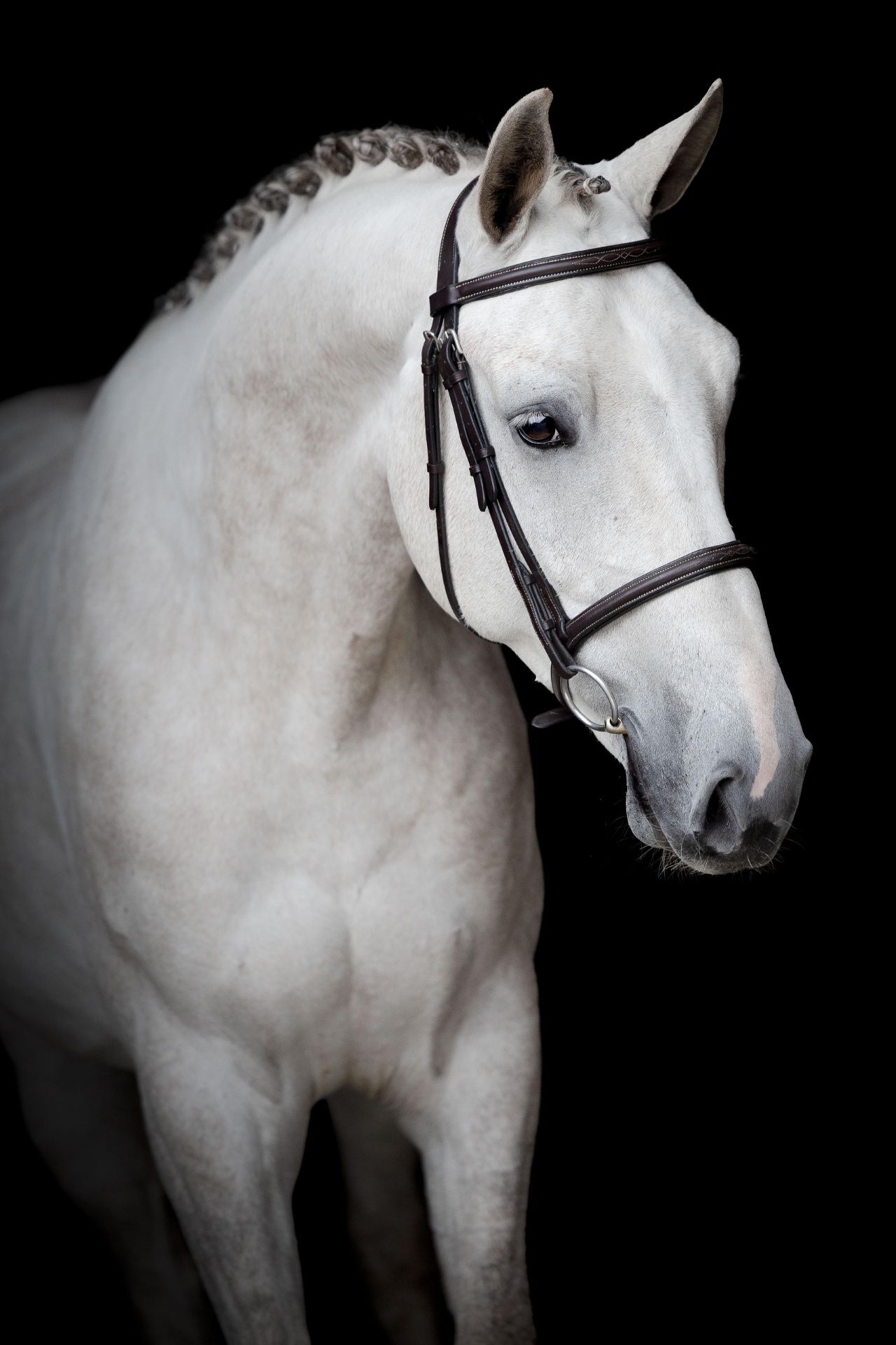 springpaard ruin 4 år till salu - Foto 2