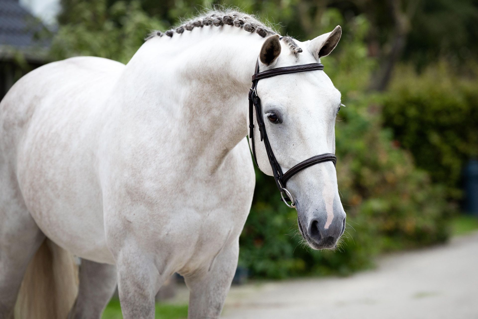 springpaard ruin 4 år till salu - Foto 6