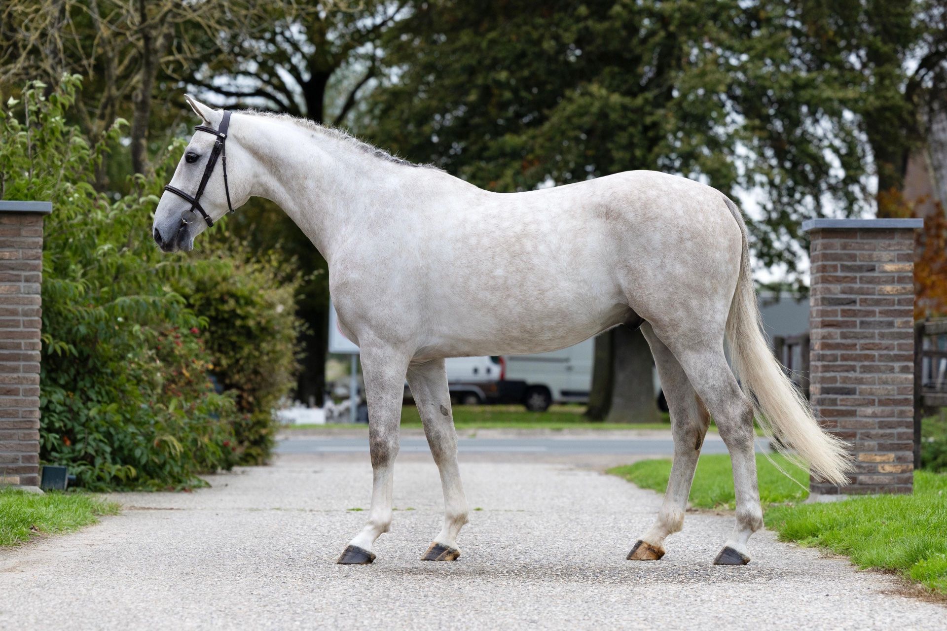 springpaard ruin 4 år till salu - Foto 5