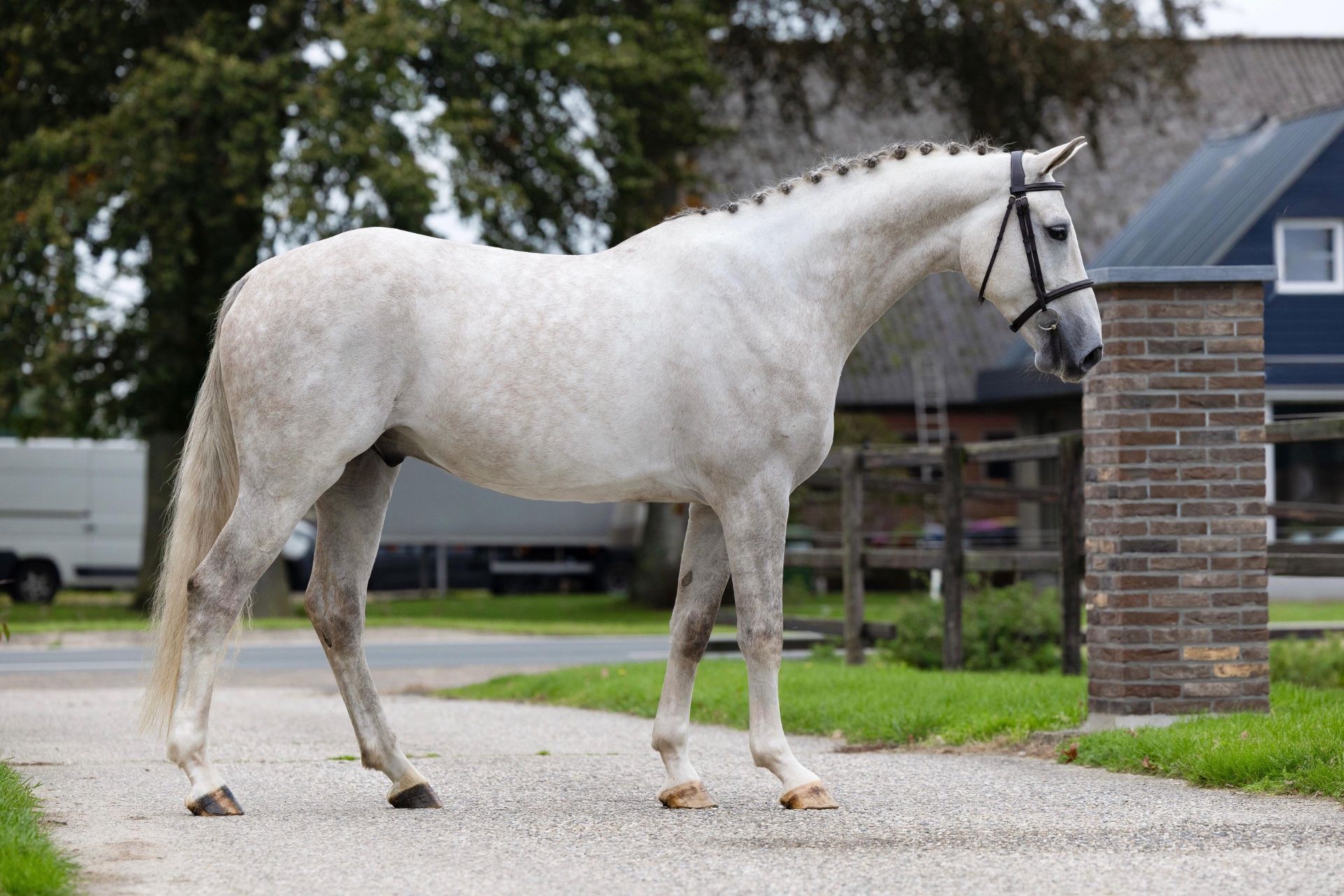 springpaard ruin 4 år till salu - Foto 4