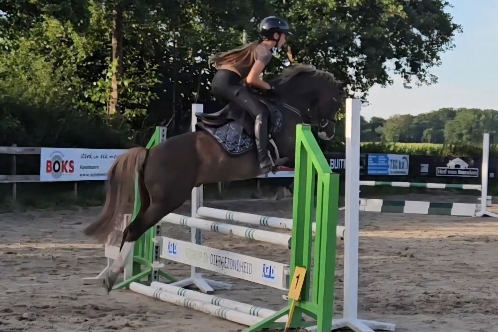 Welsh springpony Ruin 7 years old Vos for sale - Photo 6