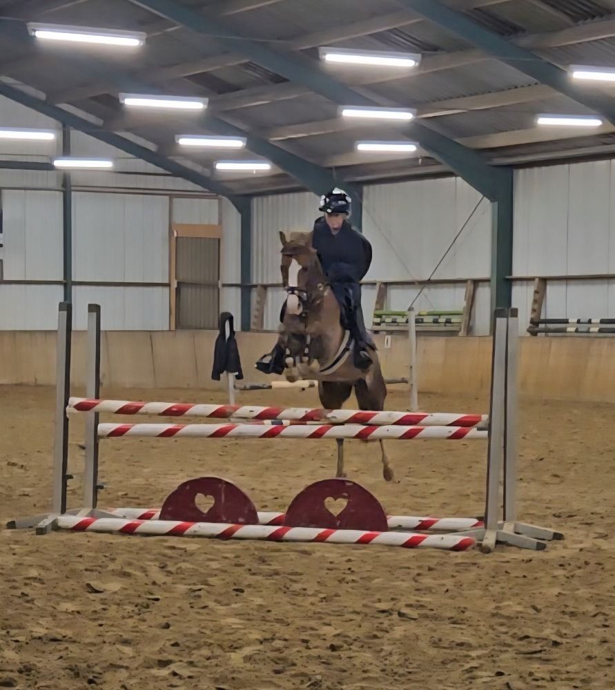 Welsh springpony Ruin 7 years old Vos for sale - Photo 4